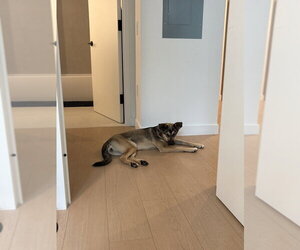 Winnie - Female Siberian Husky-Unknown Mix Dog for Adoption - Photo #2