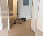 Small Photo #2 Siberian Husky-Unknown Mix Puppy For Sale in Brooklyn, NY, USA