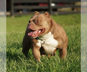 Mother of the American Bully puppies born on 10/04/2020
