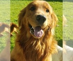 Small Photo #3 Golden Retriever Puppy For Sale in HELENWOOD, TN, USA