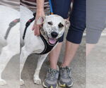 Small Jack Russell Terrier Mix