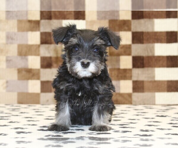Medium Photo #3 Schnauzer (Miniature) Puppy For Sale in DENVER, PA, USA