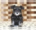 Small #2 Schnauzer (Miniature)