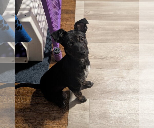 Medium Photo #3 Mutt Puppy For Sale in Brooklyn Center, MN, USA