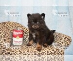 Small Photo #12 Pomeranian Puppy For Sale in SANGER, TX, USA