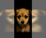 Small #1 Maltese Mix