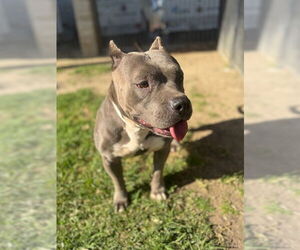 Mutt Dogs for adoption in Riverside, CA, USA