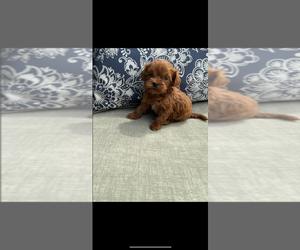 Goldendoodle (Miniature) Puppy for sale in RICHMOND, KY, USA