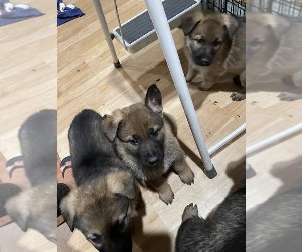 Medium Photo #17 German Shepherd Dog Puppy For Sale in MADISON HEIGHTS, VA, USA