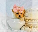 Small #5 Poodle (Toy)
