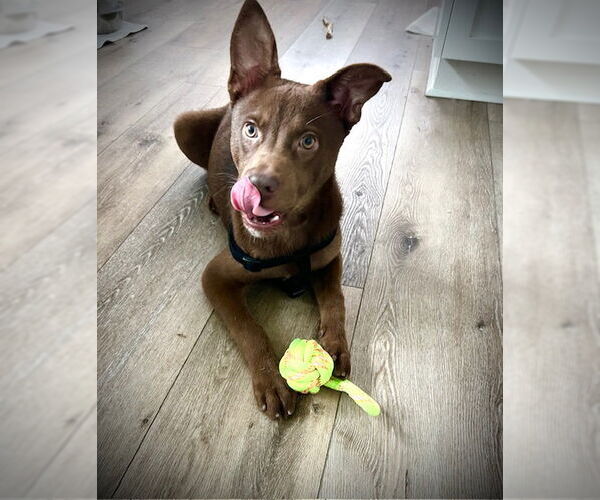 Medium Photo #1 Mutt Puppy For Sale in San Juan Capistrano, CA, USA