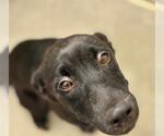 Small Photo #2 Labrador Retriever-Unknown Mix Puppy For Sale in Tulsa, OK, USA