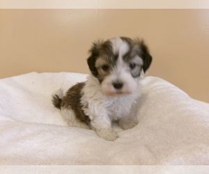 Havanese Puppy for sale in WEST CONCORD, MN, USA