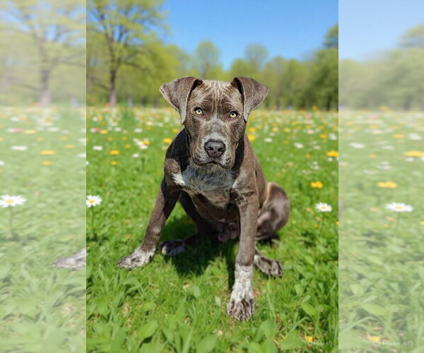 Medium Photo #10 Pointer-Unknown Mix Puppy For Sale in Talladega, AL, USA