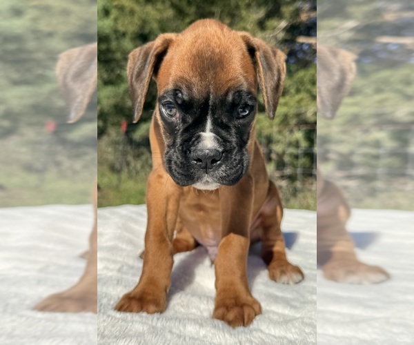 Medium Photo #9 Boxer Puppy For Sale in PAWNEE CITY, NE, USA