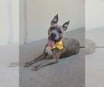 Small #2 American Pit Bull Terrier Mix