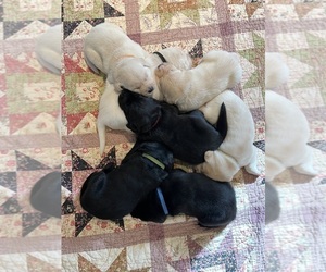 Great Dane Puppy for sale in HUDSON, WI, USA