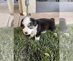 Puppy 6 Australian Shepherd