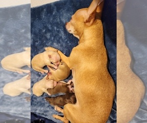 Mother of the Chihuahua puppies born on 12/29/2023