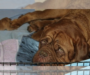 Mother of the Dogue de Bordeaux puppies born on 03/08/2026