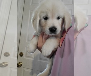 English Cream Golden Retriever Puppy for sale in TOLEDO, OH, USA