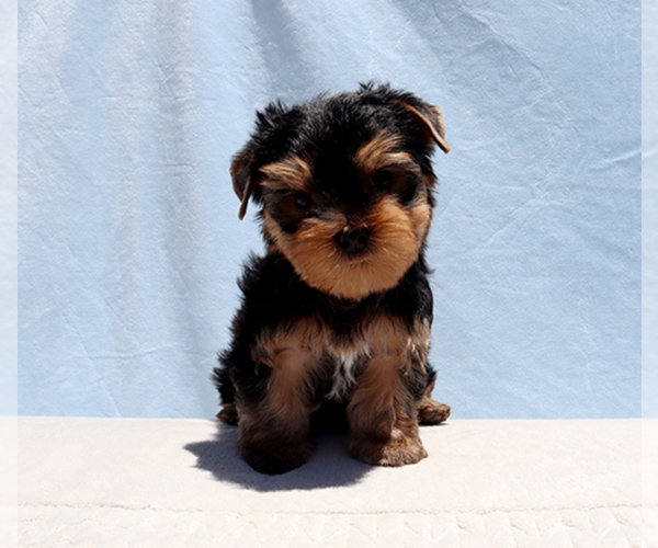 Medium Photo #2 Yorkshire Terrier Puppy For Sale in LOS ANGELES, CA, USA