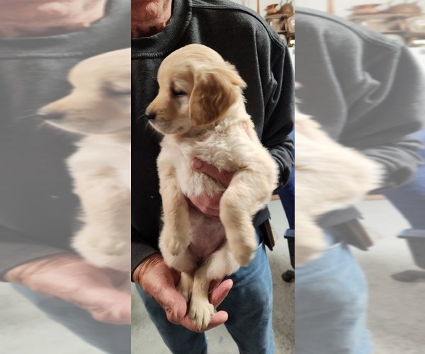 Medium Photo #2 Golden Retriever Puppy For Sale in BLUE EARTH, MN, USA