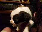 Small Photo #2 Boston Terrier Puppy For Sale in SYLVANIA, GA, USA