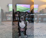 Small #2 American Pit Bull Terrier