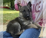 Small Photo #2 German Shepherd Dog Puppy For Sale in GREER, SC, USA