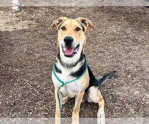 German Shepherd Dog Dogs for adoption in Orange, CA, USA