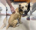 Small #1 Carolina Dog Mix