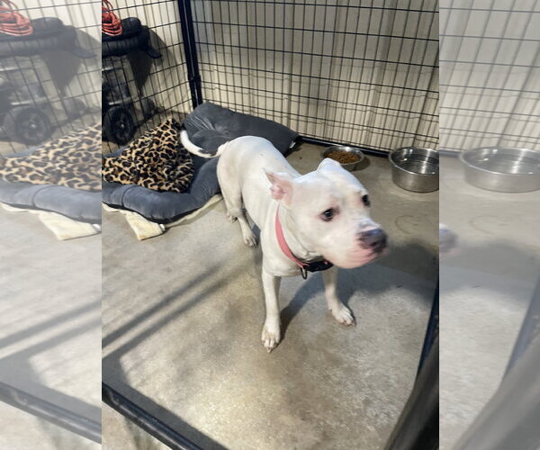 Medium Photo #1 American Pit Bull Terrier-Unknown Mix Puppy For Sale in Kewanee, IL, USA