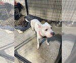 Sophie - Female American Pit Bull Terrier-Unknown Mix Dog for Adoption - Small photo