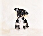 Small #3 Chihuahua