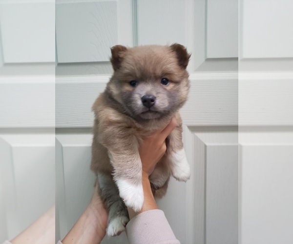 Medium Photo #2 Pomsky Puppy For Sale in DIX HILLS, NY, USA