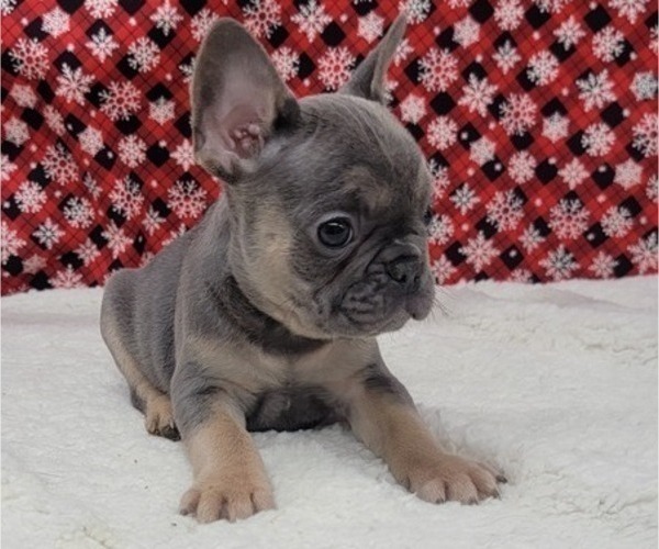 Medium Photo #13 French Bulldog Puppy For Sale in BLAKESBURG, IA, USA