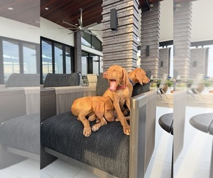 Medium Vizsla