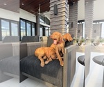 Puppy Rita Red Vizsla