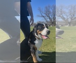 Small Photo #1 Greater Swiss Mountain Dog Puppy For Sale in TAOS, NM, USA