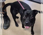 Small #1 American Pit Bull Terrier