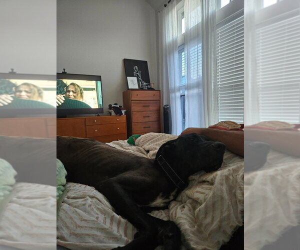 Medium Photo #3 Great Dane Puppy For Sale in Bullard, TX, USA