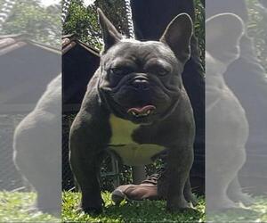 Father of the French Bulldog puppies born on 05/17/2019
