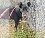 Small #1 Miniature Pinscher