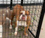 Small Photo #1 Olde English Bulldogge Puppy For Sale in HAMMOND, IN, USA