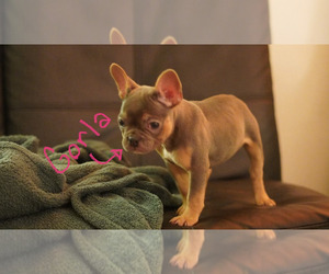 French Bulldog Puppy for Sale in GARLAND, Texas USA