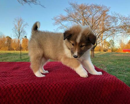 Medium Photo #3 Collie Puppy For Sale in CENTERTOWN, TN, USA