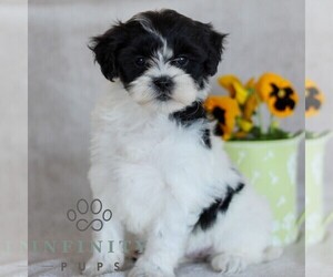 Zuchon Puppy for sale in GORDONVILLE, PA, USA