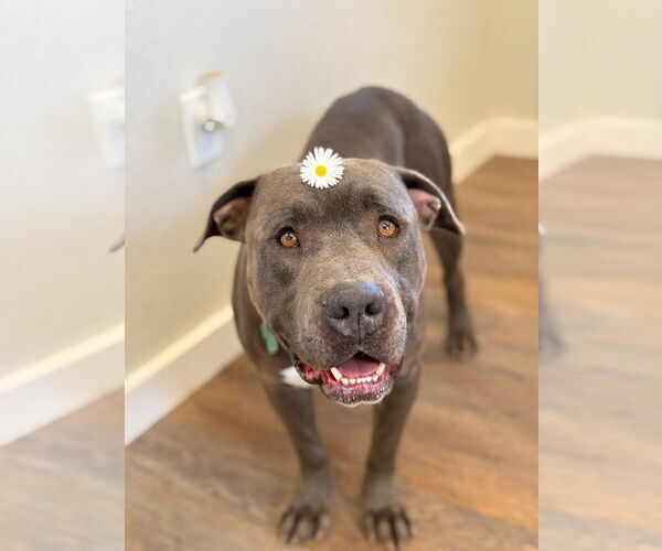 Medium Photo #3 Mutt Puppy For Sale in Pleasanton, TX, USA