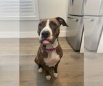 Small #49 American Pit Bull Terrier Mix